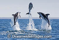 Dusky Dolphin Lagenorhynchus obscurus Photo - Chris and Monique Fallows