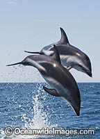 Dusky Dolphin Argentina Photo - Chris and Monique Fallows