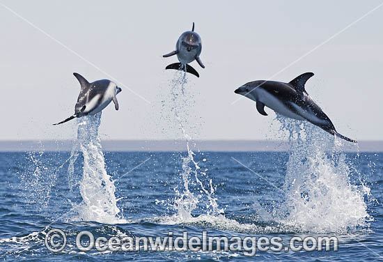 Dusky Dolphin Argentina photo