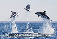 Dusky Dolphin Argentina Photo - Chris and Monique Fallows
