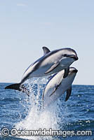 Dusky Dolphin Argentina Photo - Chris and Monique Fallows