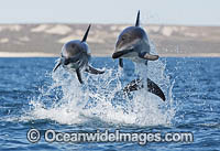 Dusky Dolphin Lagenorhynchus obscurus Photo - Chris and Monique Fallows