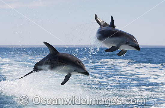 Dusky Dolphin Argentina photo Dusky Dolphin Argentina photo