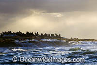 Cape Fur Seal colony Photo - Chris & Monique Fallows
