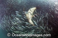 Cape Fur Seal feeding on baitball Photo - Chris & Monique Fallows
