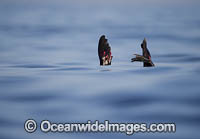 Cape Fur Seal injured by Shark Photo - Chris & Monique Fallows