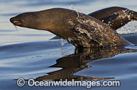 Cape Fur Seal escaping Shark Photo - Chris & Monique Fallows