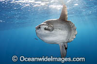 Ocean Sunfish South Africa Photo - Chris & Monique Fallows