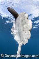 Ocean Sunfish Photo - Chris & Monique Fallows