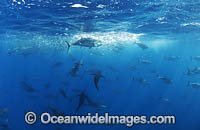 Yellowfin Tuna feeding on baitball Photo - Chris & Monique Fallows