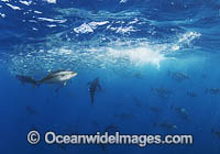 Yellowfin Tuna feeding on baitball Photo - Chris & Monique Fallows