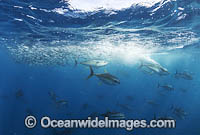 Yellowfin Tuna feeding on baitball Photo - Chris & Monique Fallows