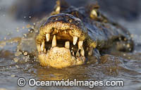 Yacare Caiman hunting fish Photo - Chris & Monique Fallows