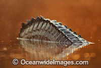 Yacare Caiman Brazil Photo - Chris & Monique Fallows