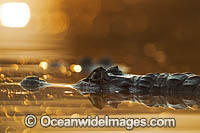 Yacare Caiman Photo - Chris & Monique Fallows