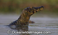 Yacare Caiman Brazil Photo - Chris & Monique Fallows