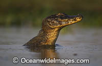 Yacare Caiman Photo - Chris & Monique Fallows