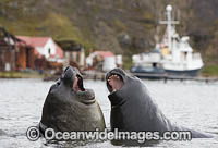 Southern Elephant Seal pup Photo - Chris & Monique Fallows