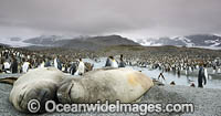 Southern Elephant Seal pup Photo - Chris & Monique Fallows