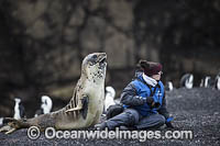 Southern Elephant Seal pup Photo - Chris & Monique Fallows
