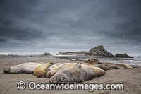 Southern Elephant Seal pup Photo - Chris & Monique Fallows