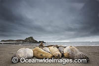 Southern Elephant Seal pup Photo - Chris & Monique Fallows