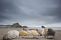 Southern Elephant Seal pup Photo - Chris & Monique Fallows