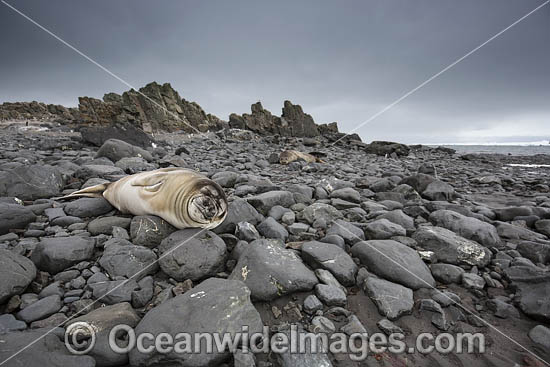 Southern Elephant Seal pup photo