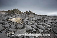 Southern Elephant Seal pup Photo - Chris & Monique Fallows