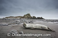 Leopard Seal Photo - Chris & Monique Fallows