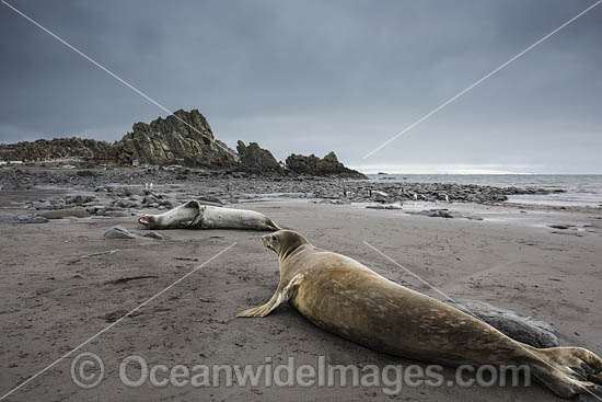 Leopard Seal Livingstone Island photo Leopard Seal Livingstone Island photo