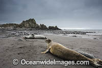 Leopard Seal Livingstone Island Photo - Chris & Monique Fallows