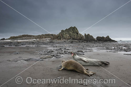 Leopard Seal Antarctica photo Leopard Seal Antarctica photo