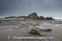 Leopard Seal Antarctica Photo - Chris & Monique Fallows