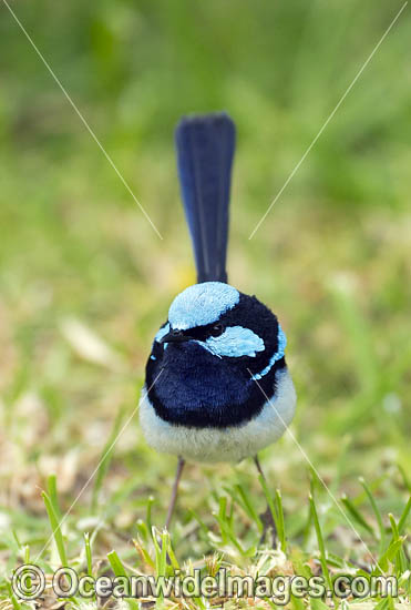 Superb Fairy-wren photo Superb Fairy-wren photo