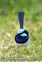 Superb Fairy-wren Photo - Gary Bell