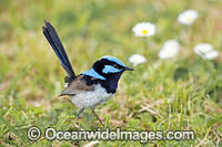 Superb Fairy-wren Photo - Gary Bell
