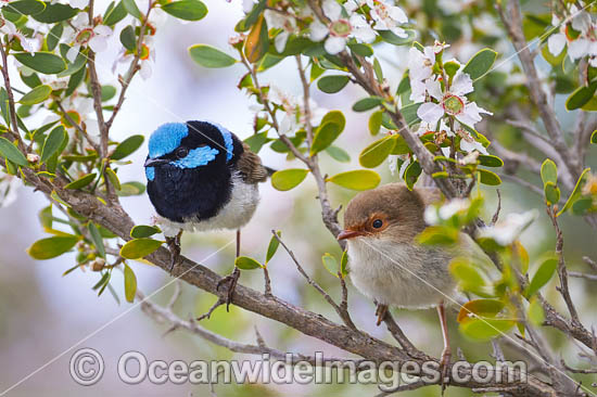 Superb Fairy-wren male and female photo Superb Fairy-wren male and female photo