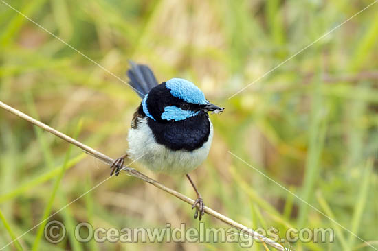 Superb Fairy-wren photo Superb Fairy-wren photo