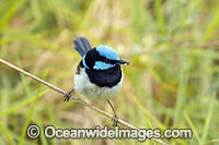 Superb Fairy-wren Photo - Gary Bell
