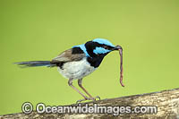 Superb Fairy-wren Photo - Gary Bell