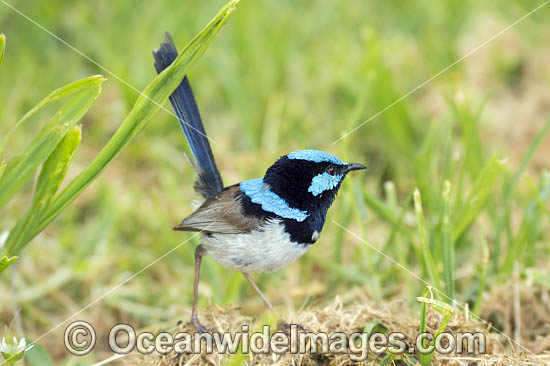 Superb Fairy-wren photo Superb Fairy-wren photo
