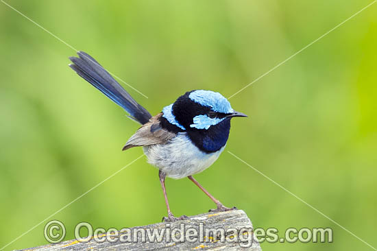 Superb Fairy-wren male photo Superb Fairy-wren male photo