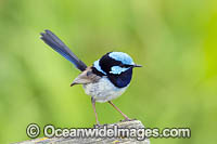 Superb Fairy-wren male Photo - Gary Bell