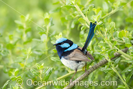 Superb Fairy-wren photo Superb Fairy-wren photo