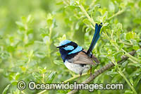 Superb Fairy-wren Photo - Gary Bell