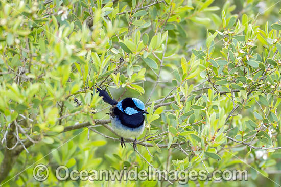 Superb Fairy-wren photo Superb Fairy-wren photo