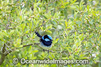 Superb Fairy-wren Photo - Gary Bell