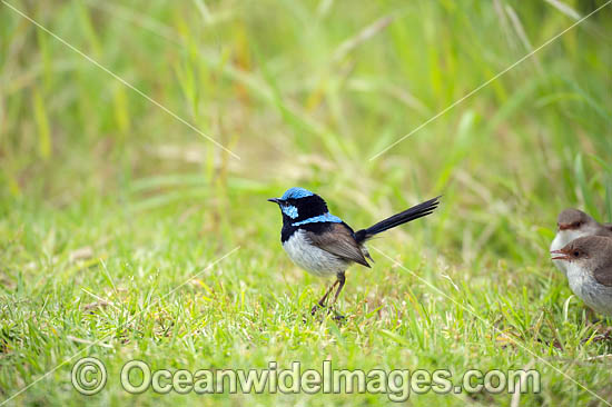 Superb Fairy-wren photo Superb Fairy-wren photo