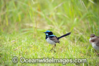 Superb Fairy-wren Photo - Gary Bell